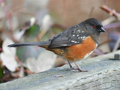 Spotted Towhee - eBird