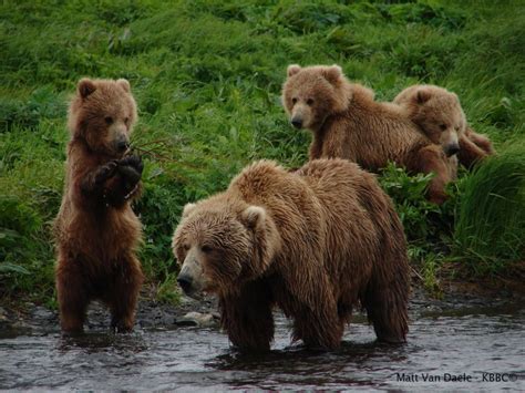 Kodiak Brown Bear Center | Brown bear, Kodiak brown bear, Bear cubs