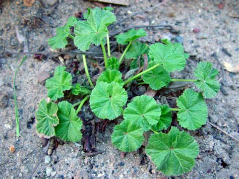 Common mallow – Malva neglecta - Plant & Pest Diagnostics