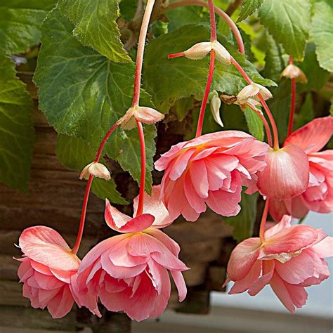 Begonia 'Lou Anne' Blackmore & Langdon Trailing Variety | White Flower Farm