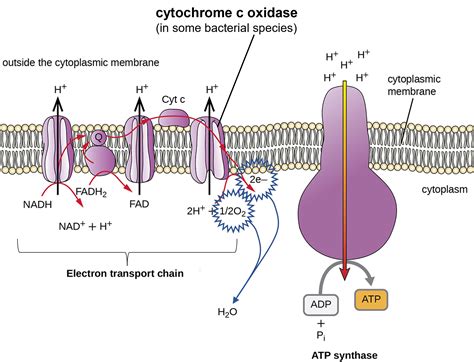 1.19: Cytochrome c Oxidase - Biology LibreTexts