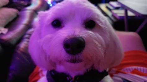 Stop what you are doing and pay attention to me. : r/Maltipoo