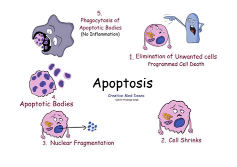 Necrosis VS Apoptosis, six major differences - Creative Med Doses