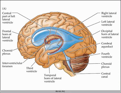 brain lateral ventricles model - Google Search #craniosacraltherapy #craniosacral #therapy # ...