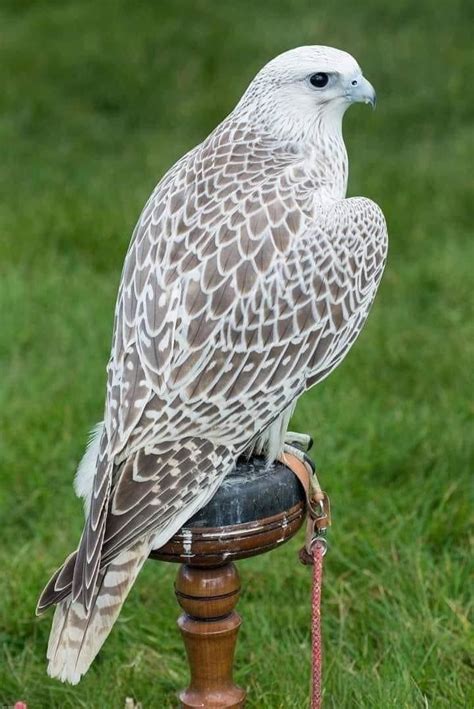 White morph Gyrfalcon | Beautiful birds, Pet birds, Animals beautiful