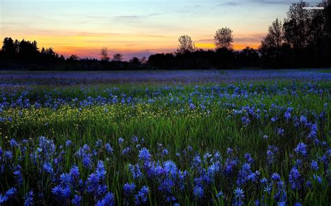 Flower Field Wallpapers - Wallpaper Cave