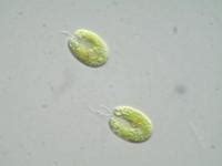 Tetraselmis F.Stein | Nordic Microalgae