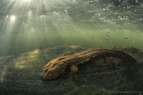 Hellbender facts. Did You Know? Weiler Woods for Wildlife