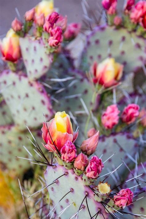 prickly pear cactus flowers pictures - He Has Nice Webcast Image Library