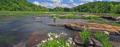 Flint River | American Rivers