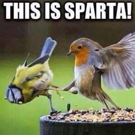 This Is Sparta Pictures, Photos, and Images for Facebook, Tumblr, Pinterest, and Twitter