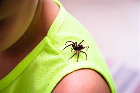 Spider Bite in Toddlers - Symptoms, Treatment and Prevention - Being The Parent