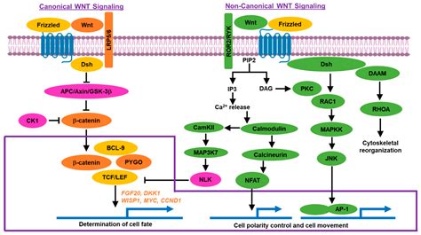 IJMS | Free Full-Text | Wnt/β-Catenin Signaling: The Culprit in Pancreatic Carcinogenesis and ...