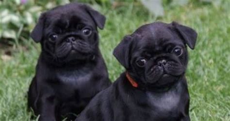 Pugs For Sale In Michigan - Information - Pugs Home