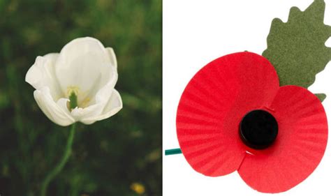 Remembrance Day 2018: What are white, purple and GOLD poppies - what do they mean? | UK | News ...