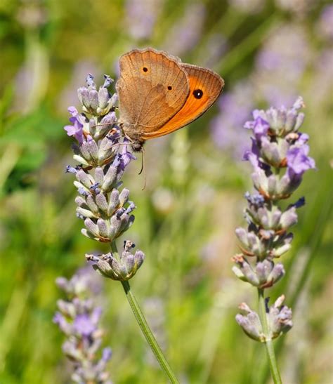 Premium Photo | Butterfly on lavender flowers