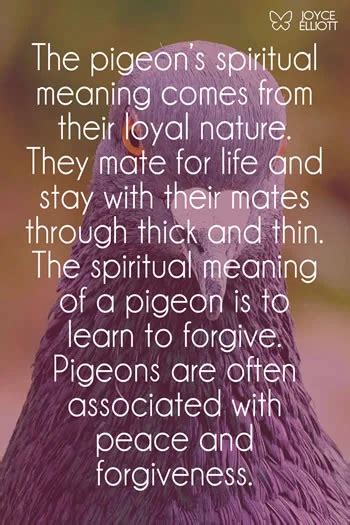 Pigeon Symbolism & Meaning: Spiritual, Totem, Dreams... - Joyce Elliott