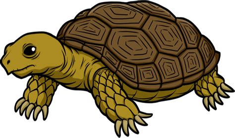 Clipart Png Turtle Tortoise Clip Art Png Transparent - vrogue.co