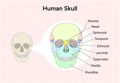 Menselijke anatomie schedel infographic in vector | Premium Vector