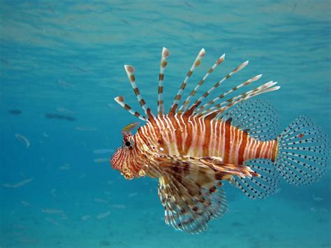 Coral Reefs Under Attack: The Rise of Invasive Species | Green-Books.org