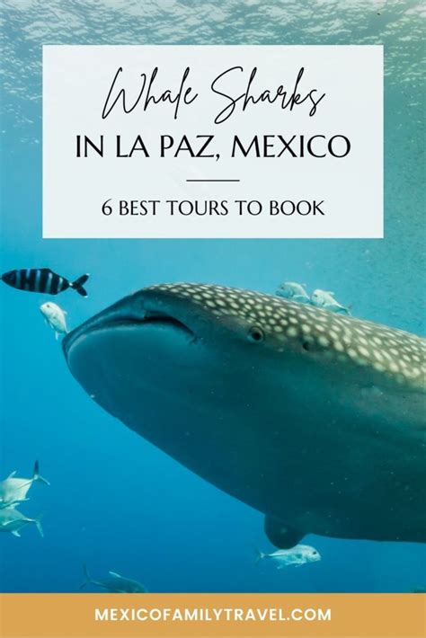 6 Best Tours To Book For Seeing Whale Sharks In La Paz, Mexico ...