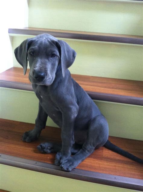 Blue Great Dane Cost - Photos All Recommendation