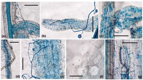 Colonization of root-associated fungi. Arbuscular mycorrhizal fungi ...