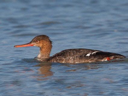 Red-breasted Merganser - Female © Daniel Kaufman, Tierra Verde, Florida, March 2012, https://www ...