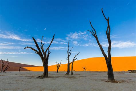 «Camel Thorn Trees At Deadvlei During Sunset Over Dunes, Namibia, Africa» del colaborador de ...