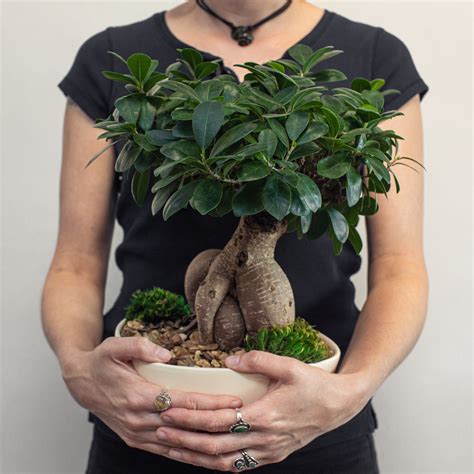 Ficus Ginseng are a popular, easy-to-care-for Bonsai cultivated in China and Malaysia. While ...