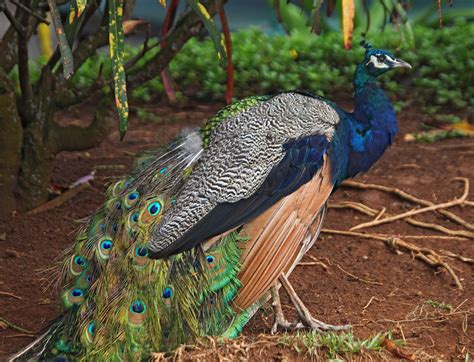 Pictures and information on Indian Peafowl