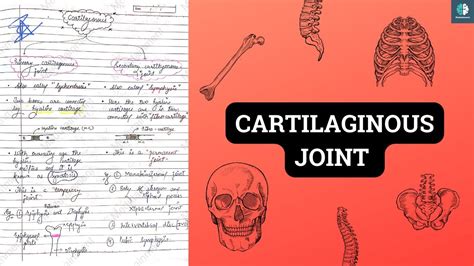 Cartilaginous joints/Joint classification/Types of joints/Primary and ...