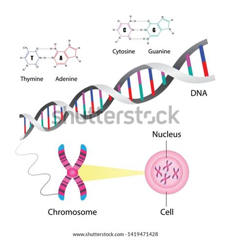 Diagram Chromosome Dna Structure Molecular Biology: เวกเตอร์สต็อก (ปลอด ...