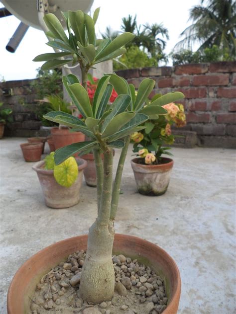 Adenium Care in 2021 | Adenium, Desert rose care, Plants