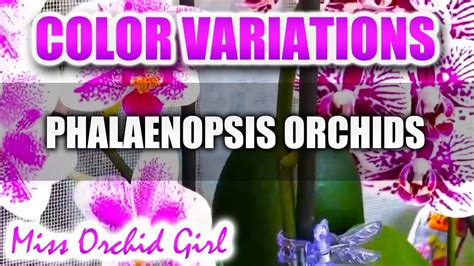 gousicteco: Orchid Phalaenopsis Colors Images