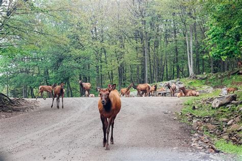 Immerse Yourself Into Canadian Nature and Wildlife at Parc Omega ...