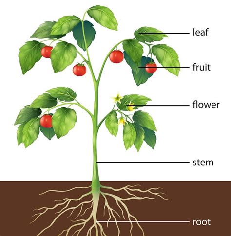 Parts of Plant: root and shoot system | study science