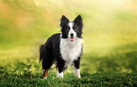 350+ Best Border Collie Names: Traditional, Best & Famous Names | All Things Dogs