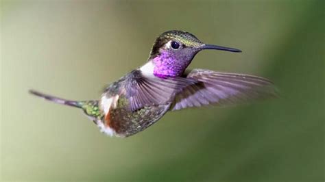 Download Free Hummingbird Wallpapers | PixelsTalk.Net