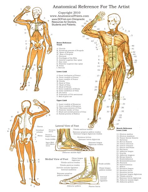 Printable Free Anatomy Study Guides