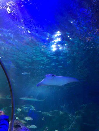 SEA LIFE Charlotte-Concord Aquarium - 2019 All You Need to Know BEFORE You Go (with Photos ...