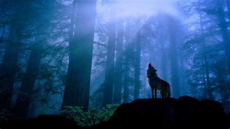 Wolf Wallpapers 1920x1080 - Wallpaper Cave