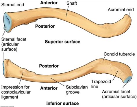 clavicle | Anatomy 501 > Sorrells > Flashcards > Shoulder | StudyBlue | Medical anatomy, Anatomy ...