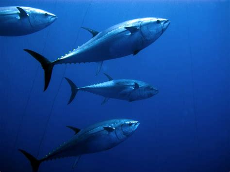 Atlantic Bluefin Tuna Facts: Habitat, Diet, Conservation & More