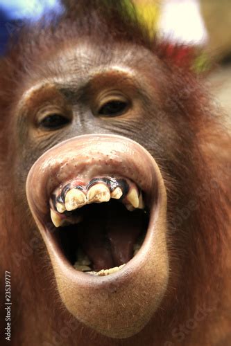 "Laughing orangutan" Stock photo and royalty-free images on Fotolia.com - Pic 23539777