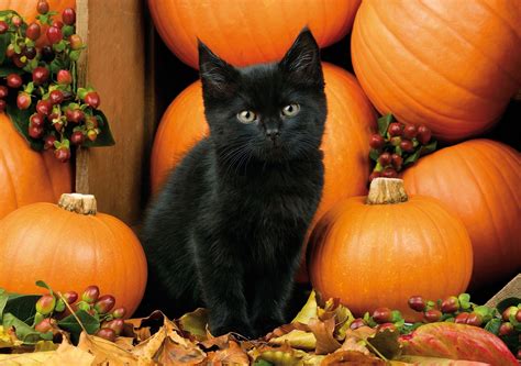 Halloween Cat Wallpaper