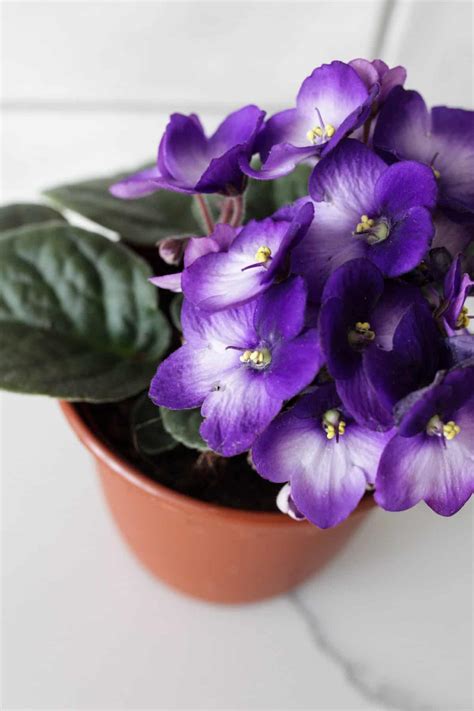 6 Best Pots for African Violets - Paisley Plants