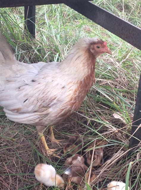 Hatching Chicken Eggs Naturally For a More Self Reliant Homestead - Homesteading For Humans