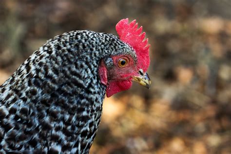 Plymouth Rock Chicken Breed Guide | Know Your Chickens
