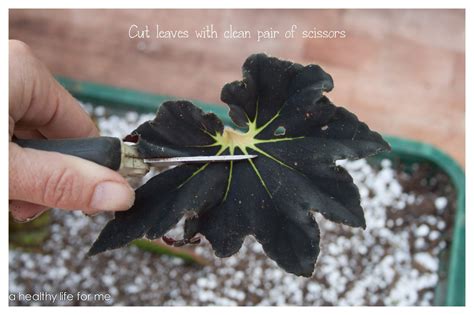 Propagating Begonias - A Healthy Life For Me